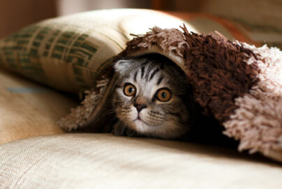 Who will take care of your pet, when you’re not there?