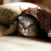 Who will take care of your pet, when you’re not there?